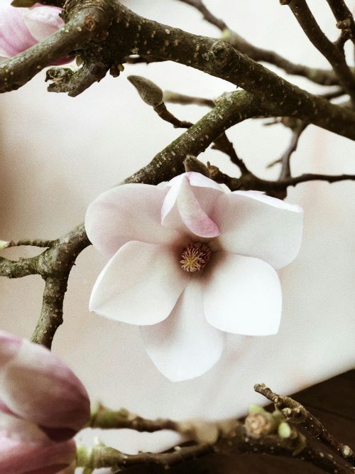magnolia magnolia