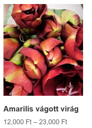 amarilis 3